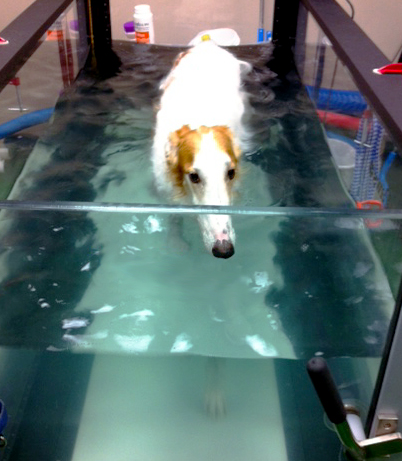 Pup In Hydrotherapy